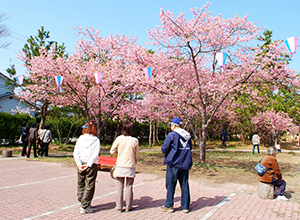 白子桜