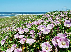 九十九里浜浜昼顔